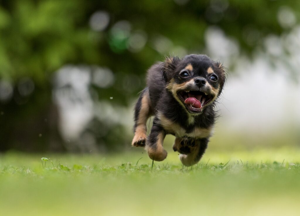 perro corriendo emocionado